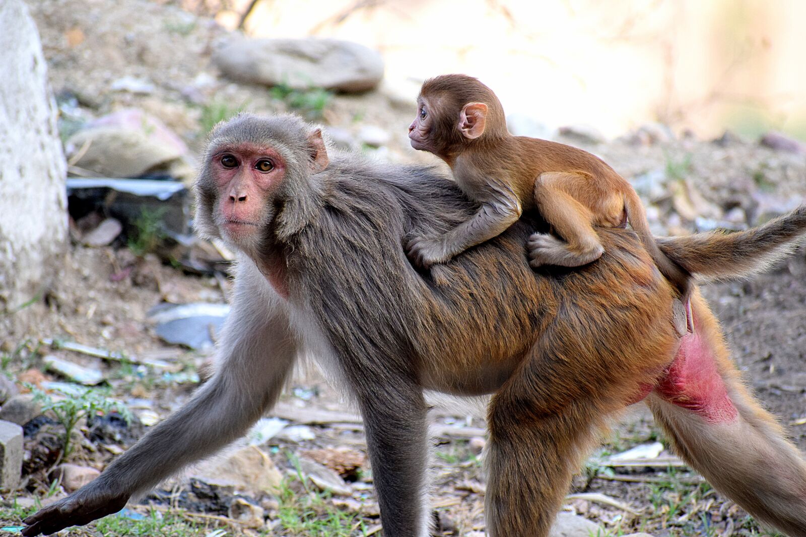 Nikon D3300 sample photo. Wild, animals, monkey photography