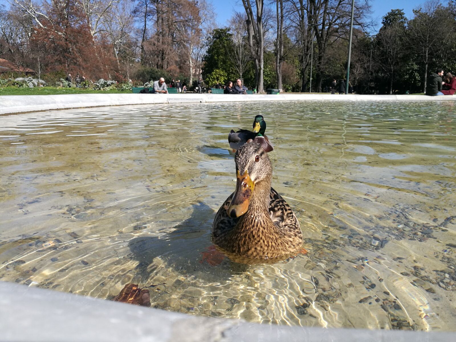 HUAWEI P9 Plus sample photo. Duck, milan photography