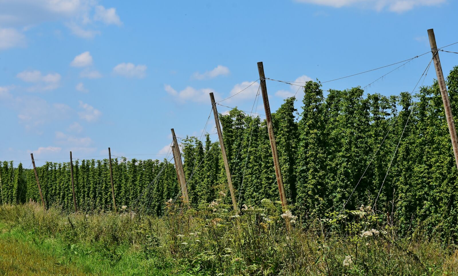 Nikon D7200 sample photo. Hops, beer, growing area photography