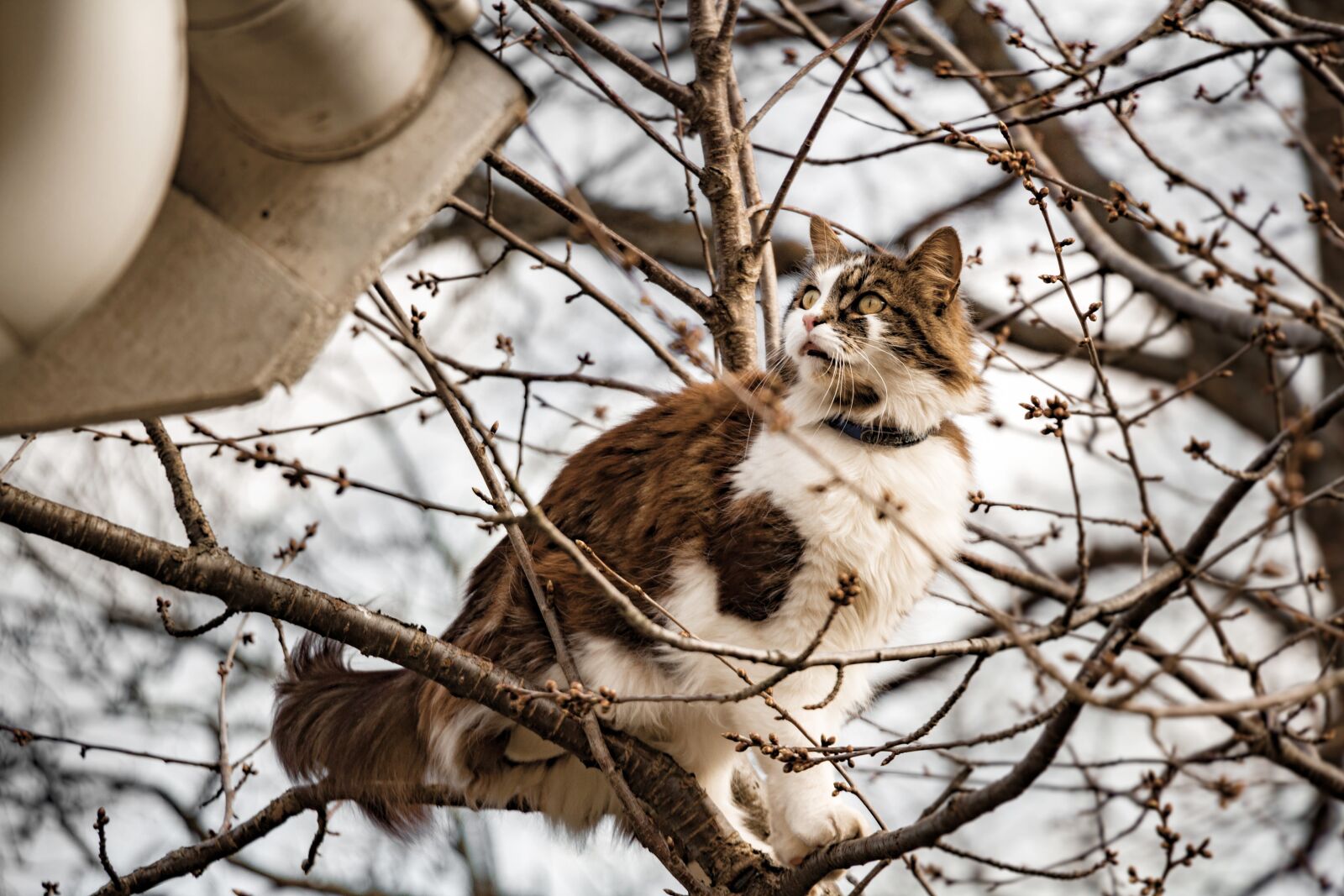 Canon EOS 700D (EOS Rebel T5i / EOS Kiss X7i) + Canon EF-S 18-135mm F3.5-5.6 IS STM sample photo. Cat, tree, adventure photography