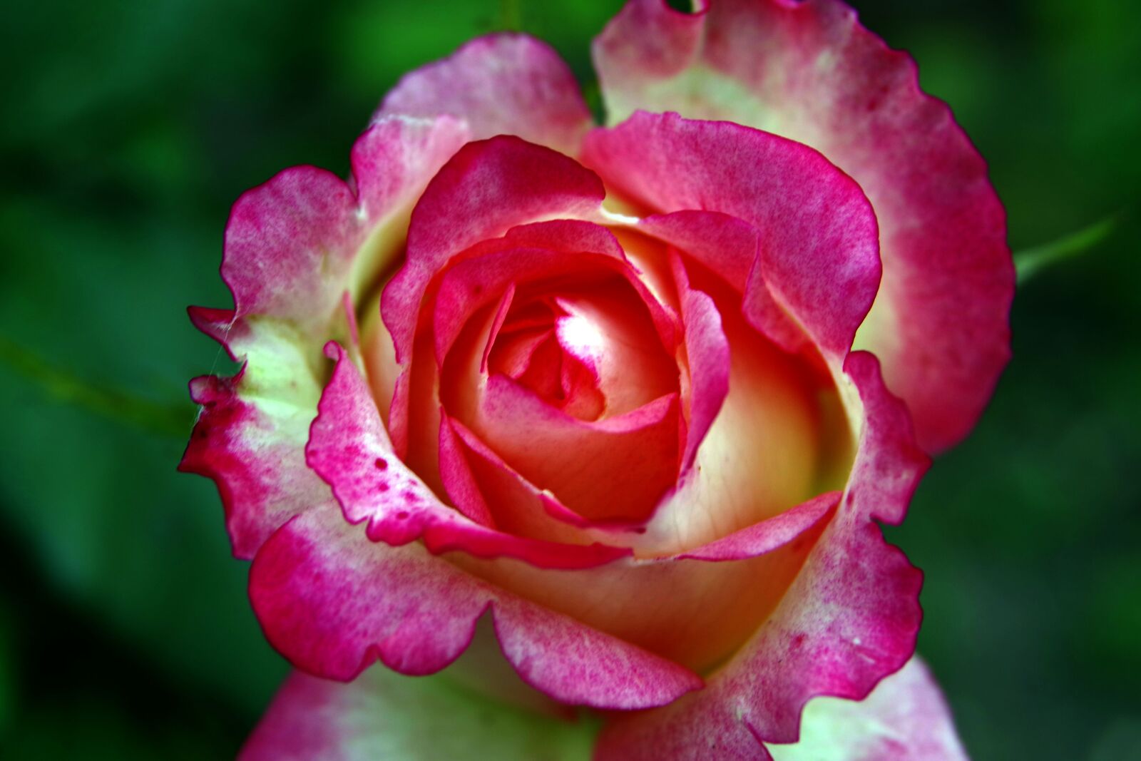 Pentax K-S2 sample photo. Rose, bright red, red photography