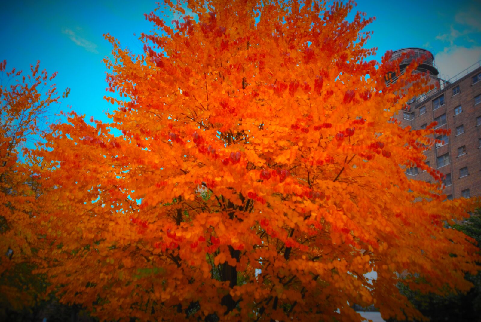 Nikon D80 sample photo. Orange, in, trees photography
