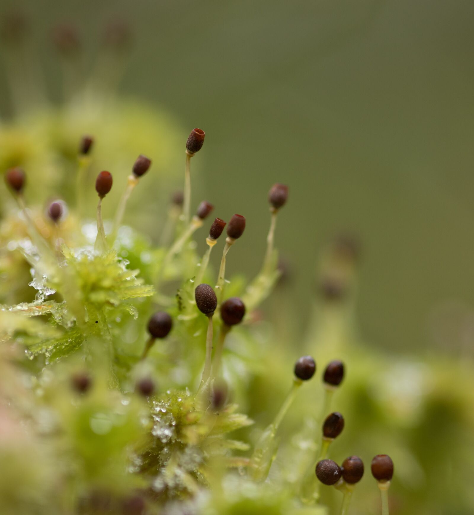 Canon EOS 6D Mark II sample photo. Moss, forest, autumn photography
