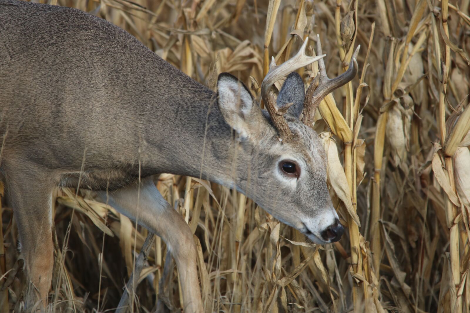Canon EOS 750D (EOS Rebel T6i / EOS Kiss X8i) sample photo. White tail, deer, buck photography