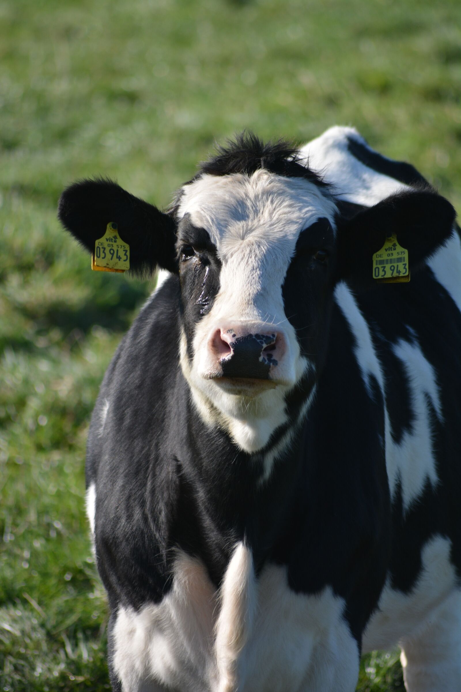 Nikon D5200 sample photo. Animal, farm, cow photography