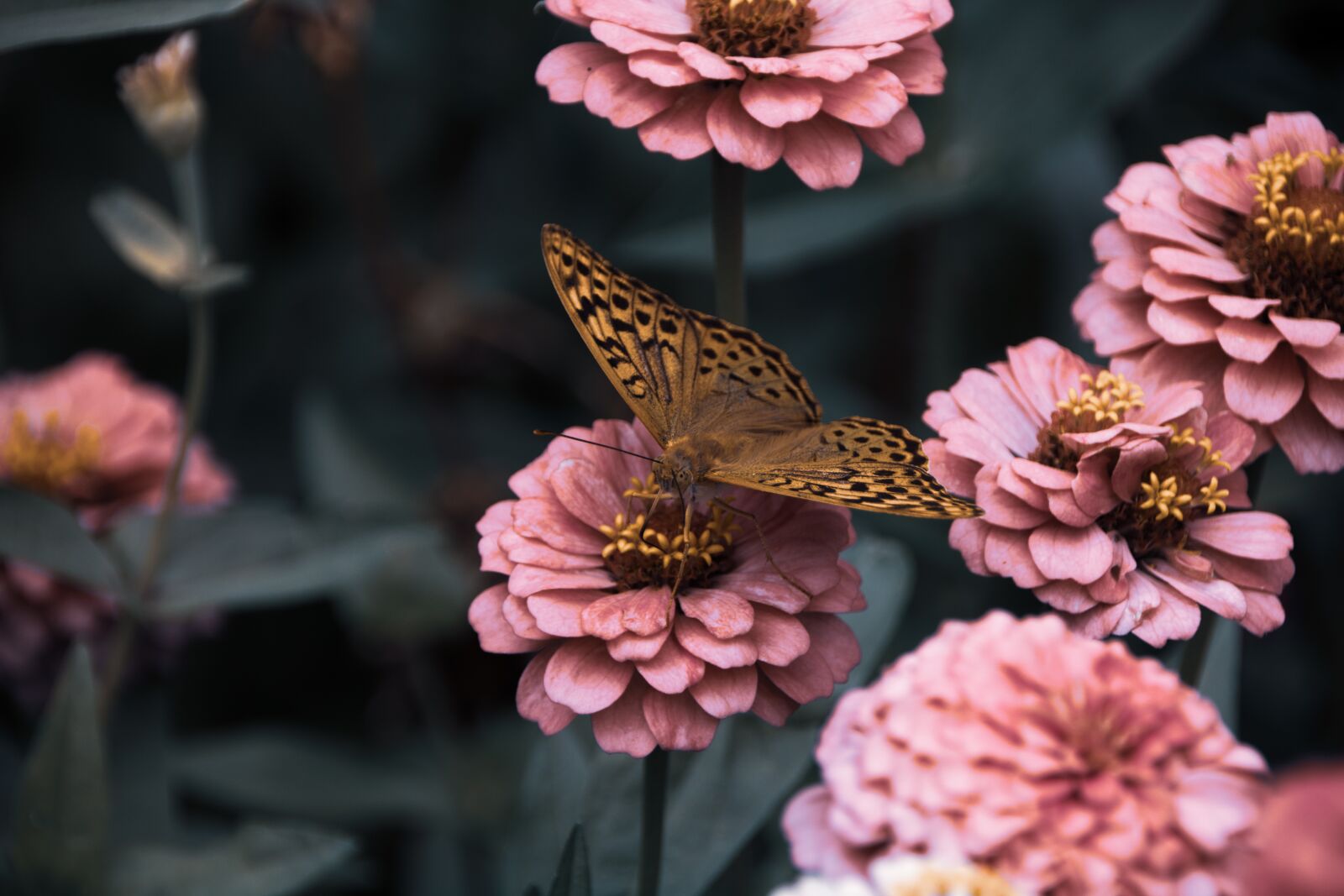 Canon EOS 750D (EOS Rebel T6i / EOS Kiss X8i) sample photo. Flowers, garden, bloom photography
