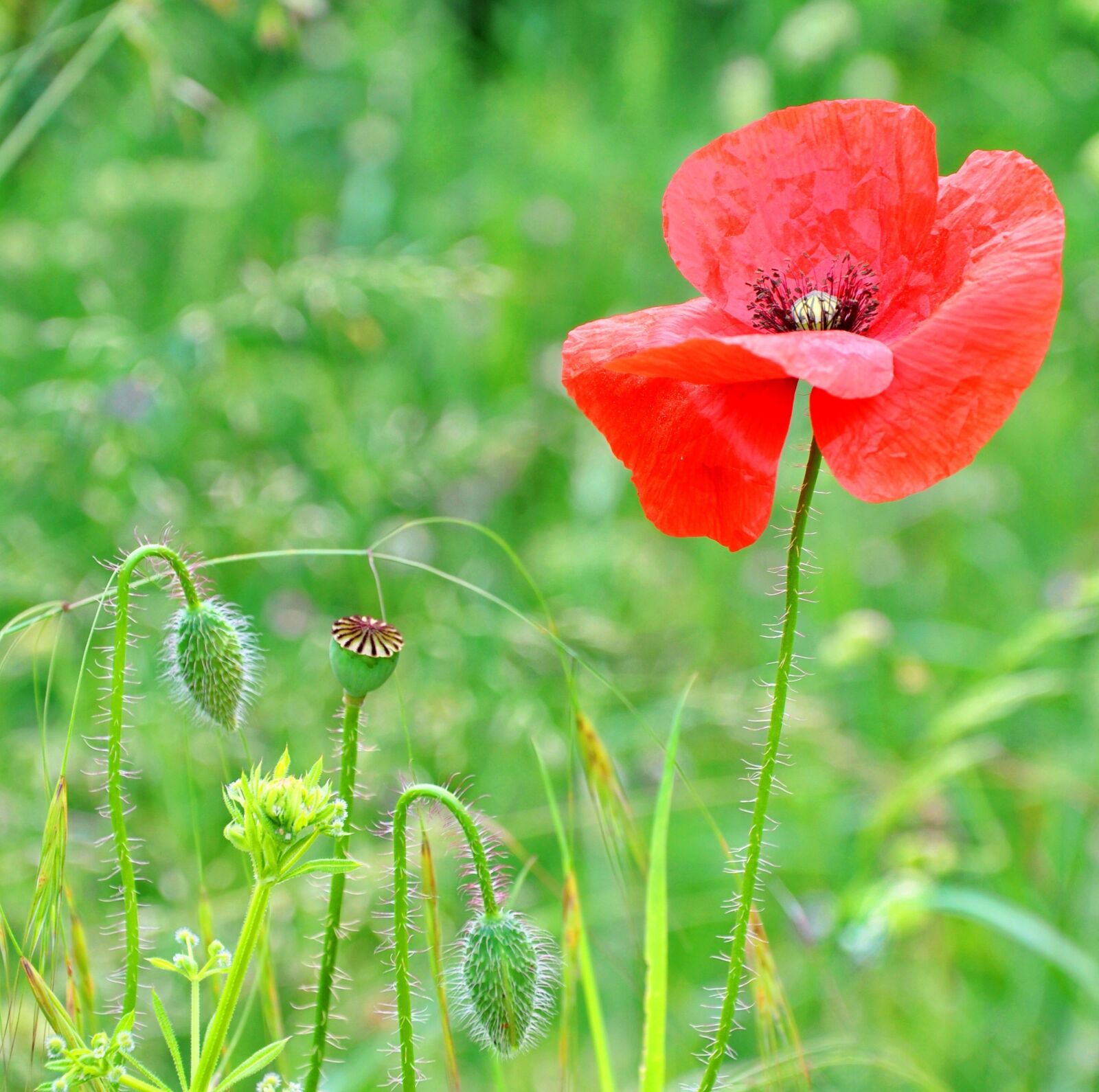 Nikon D90 sample photo. Poppy, summer, nature photography