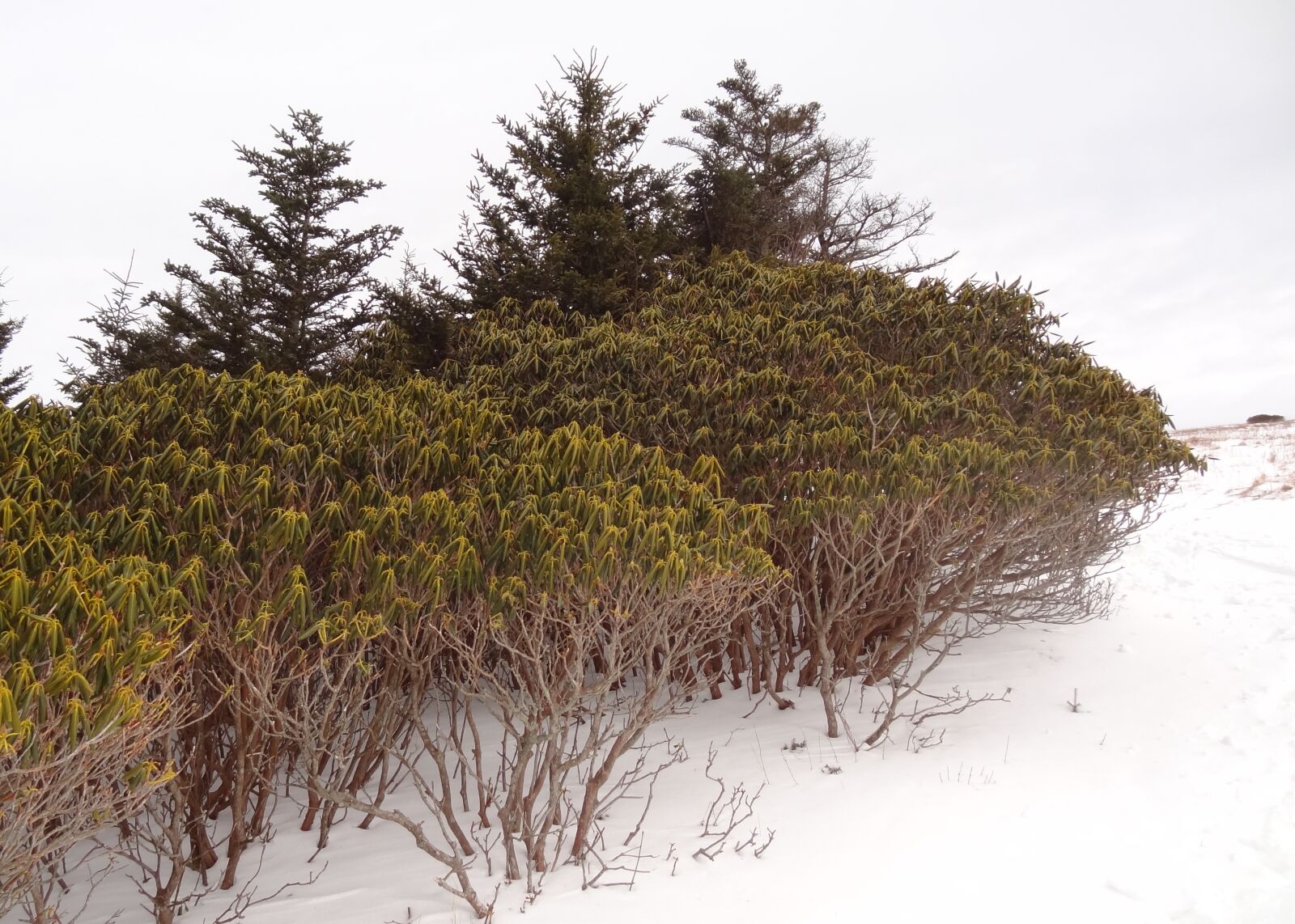Sony Cyber-shot DSC-HX9V sample photo. Roan mountains, snow, pine photography