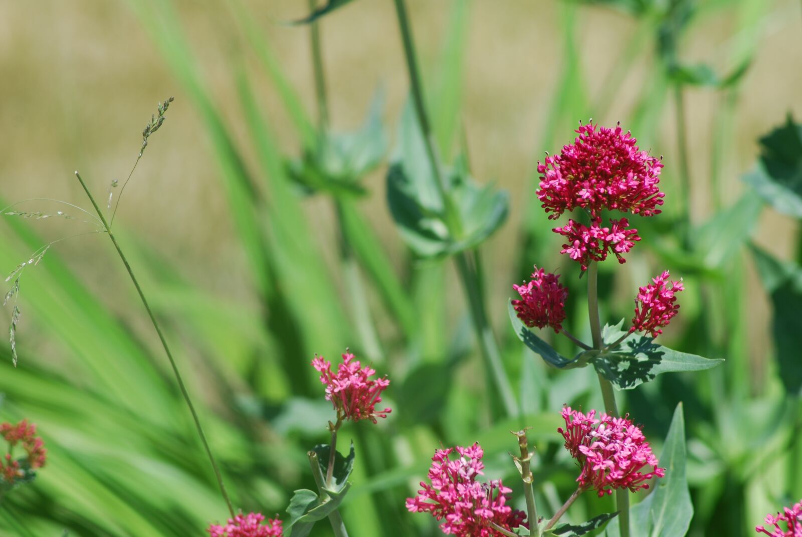 Nikon D80 sample photo. Purple, green flower, blossom photography