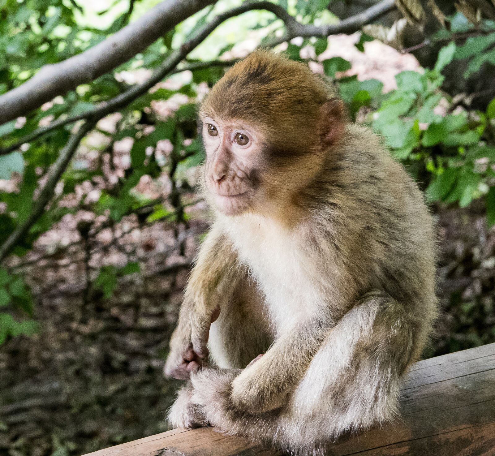 Canon EOS 80D sample photo. Barbary ape, monkey, wild photography