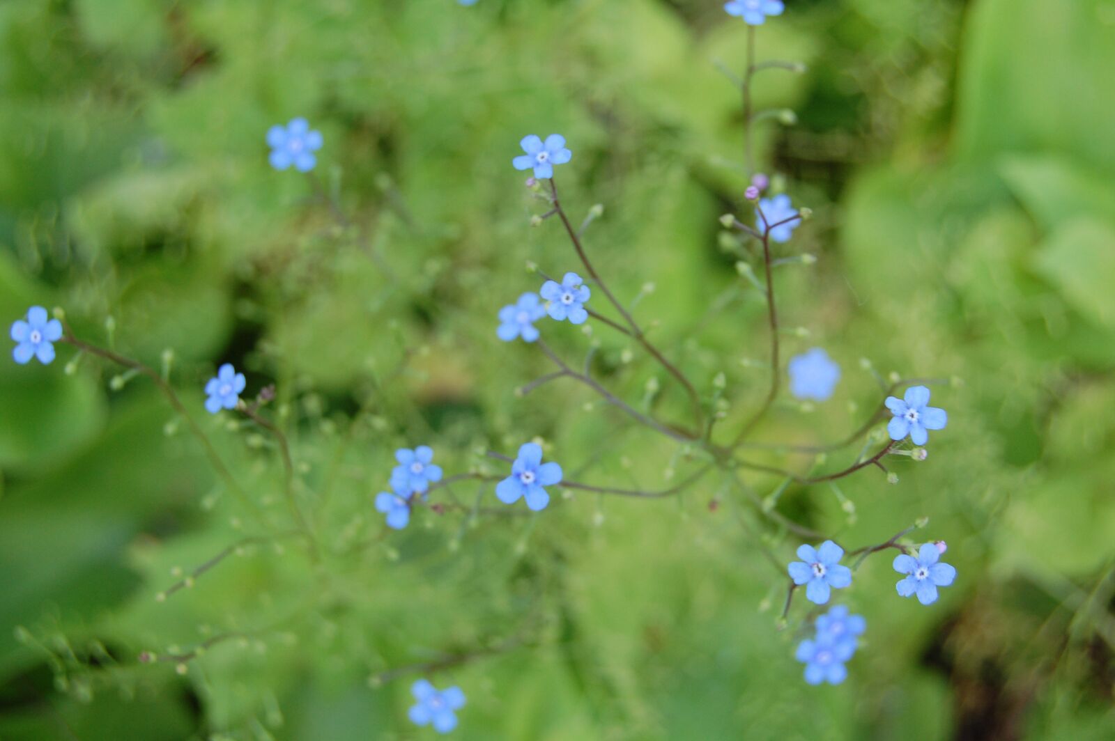 Nikon D40 sample photo. Meadow, nature, forget me photography