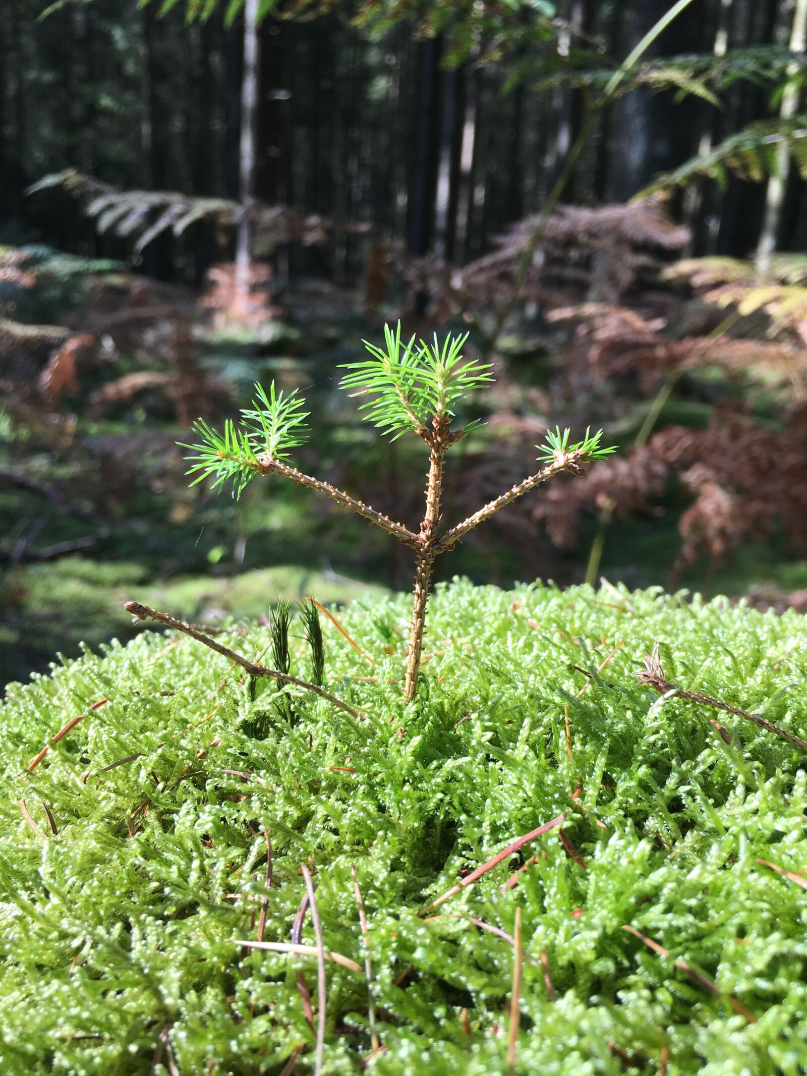 Apple iPhone 6s sample photo. Seedling, scion, forest photography