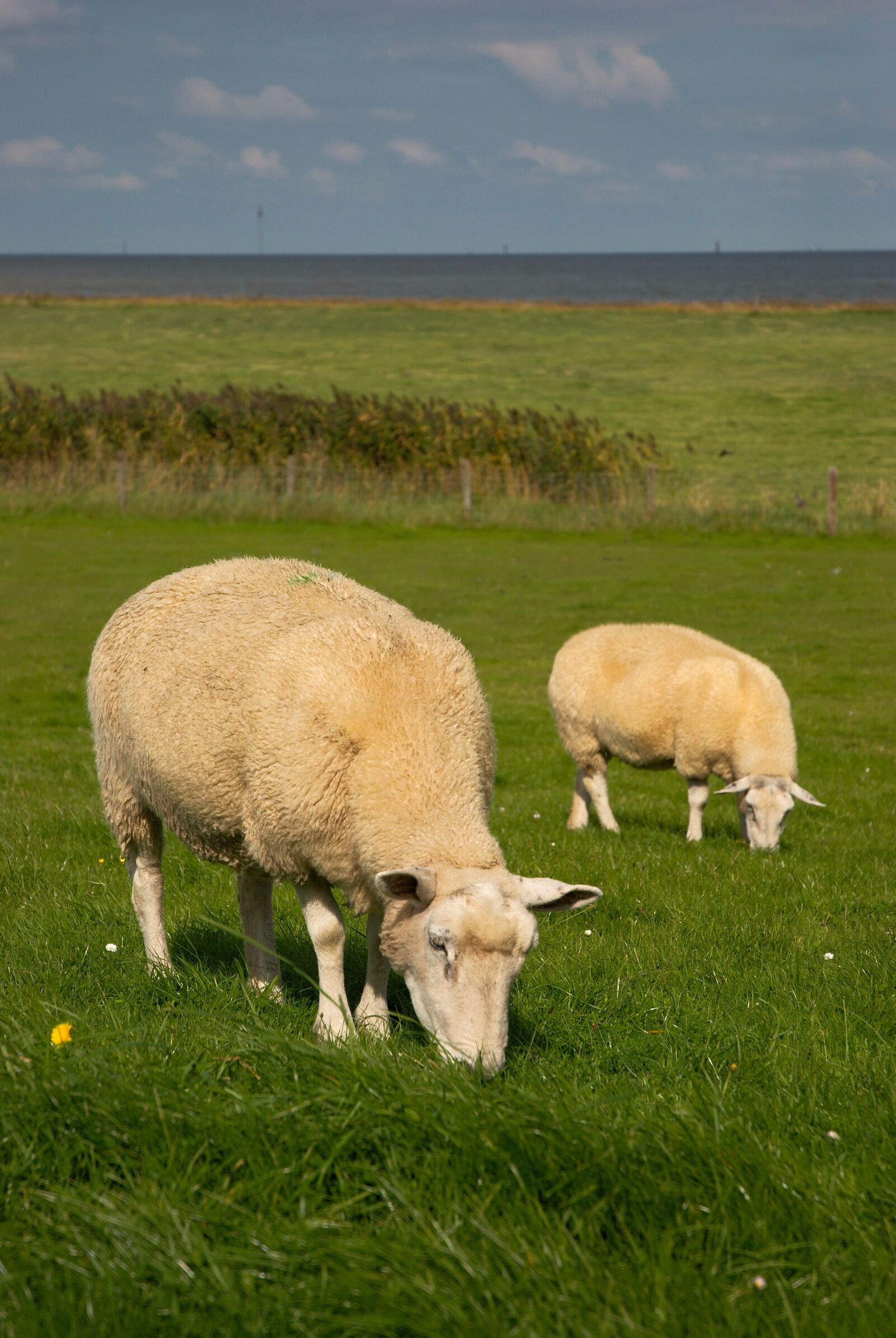 Nikon D80 sample photo. Sheep, north sea, dike photography