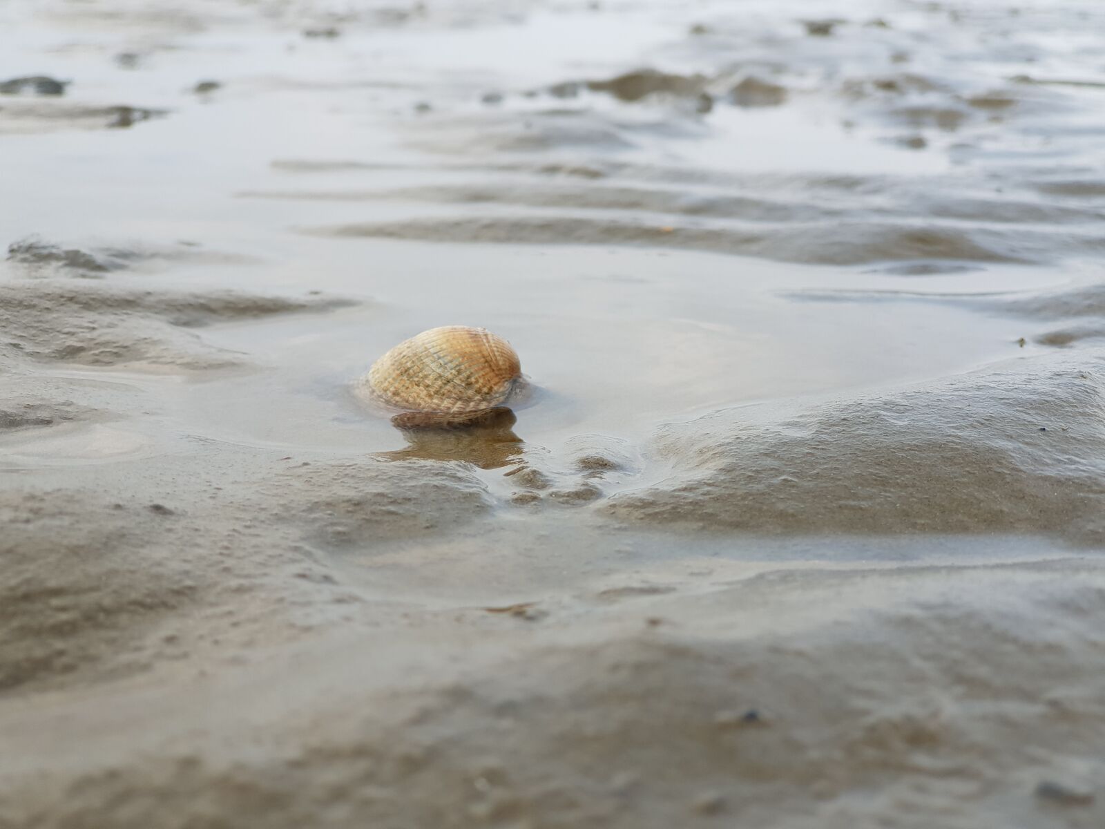 Samsung Galaxy S9+ sample photo. Shell, sea, watts photography