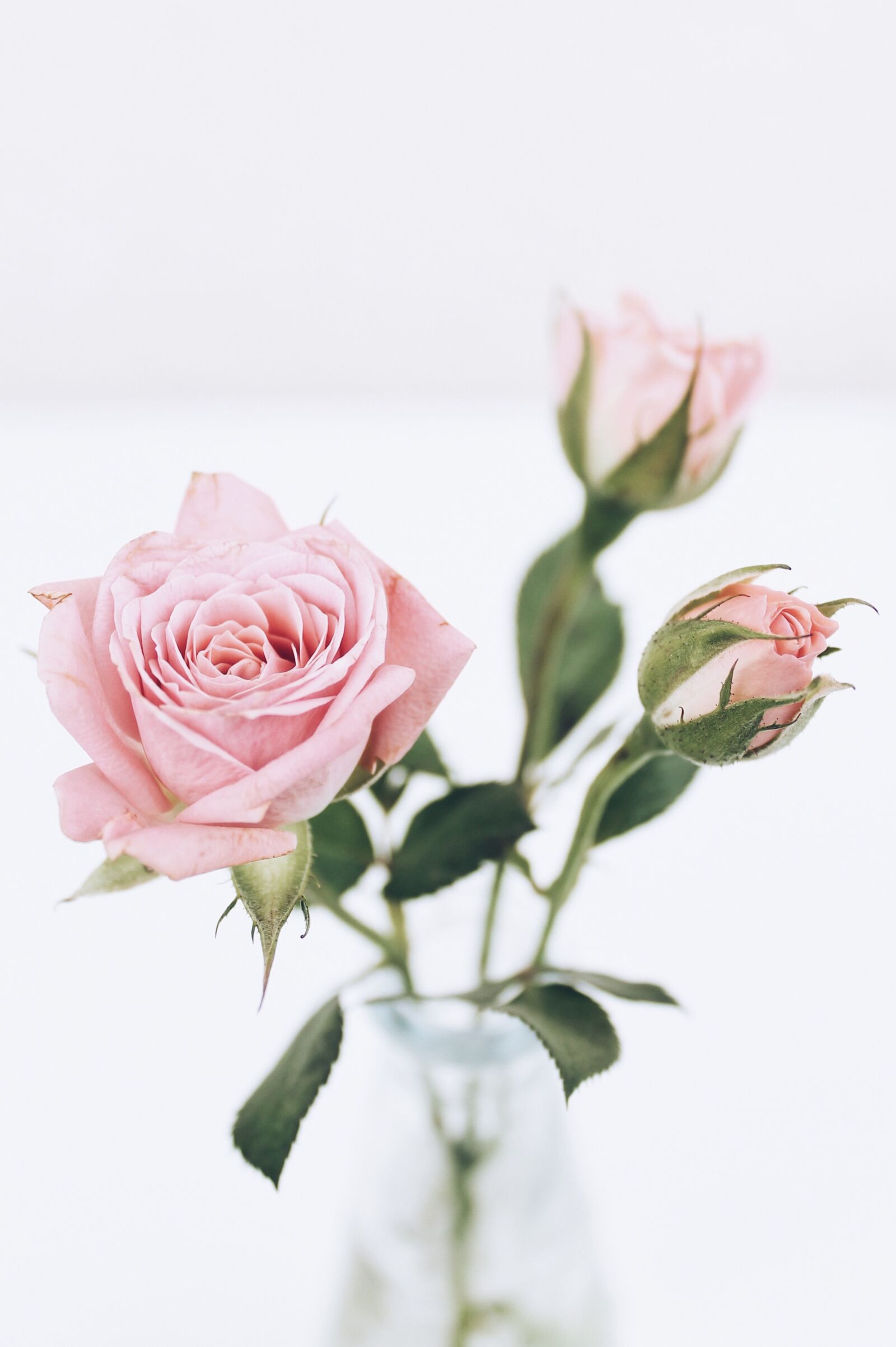 Canon EOS 1100D (EOS Rebel T3 / EOS Kiss X50) sample photo. Roses, summer, pink photography