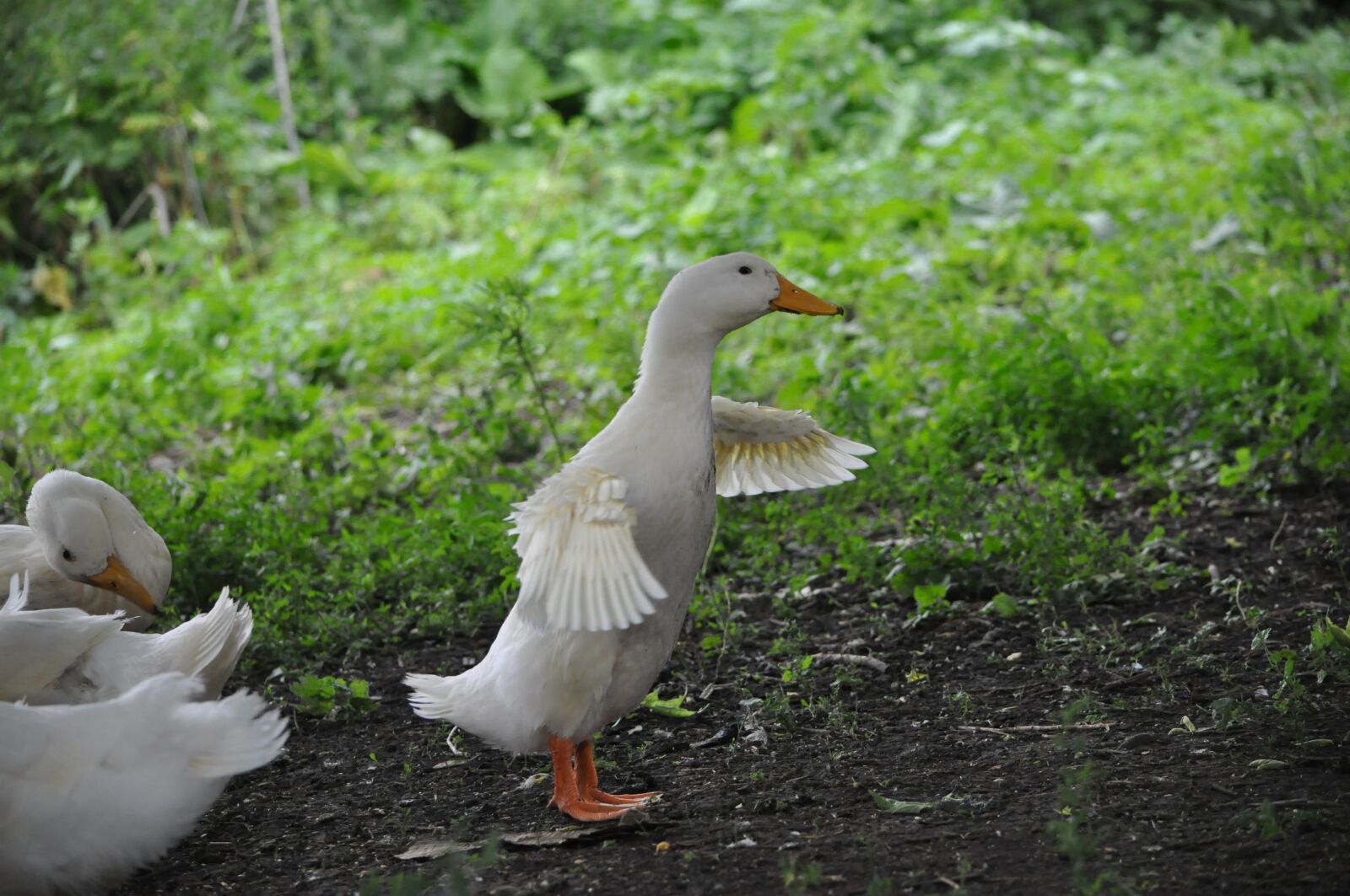 Nikon D90 sample photo. Duck, village, nature photography