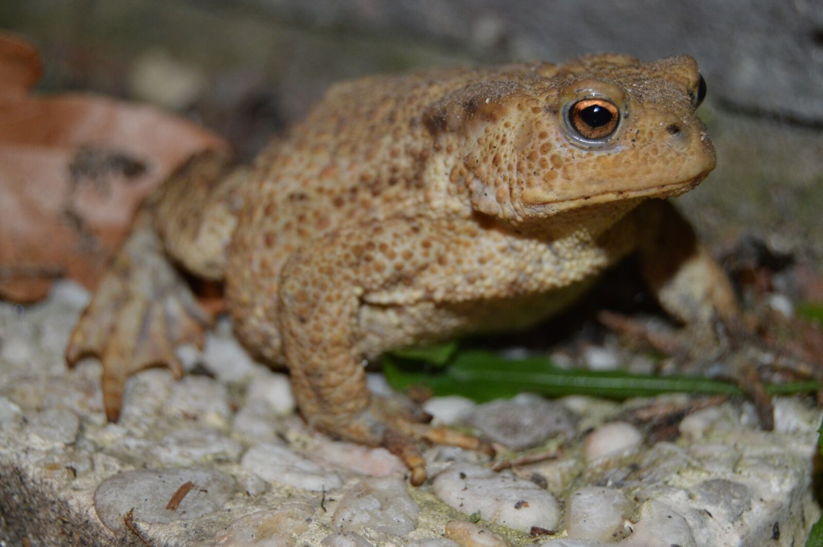 Nikon D3200 sample photo. Frog, eyes, animals photography