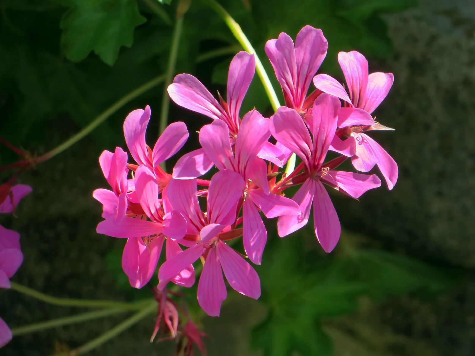Canon PowerShot SX270 HS sample photo. Flower, pelargonium, geranium photography