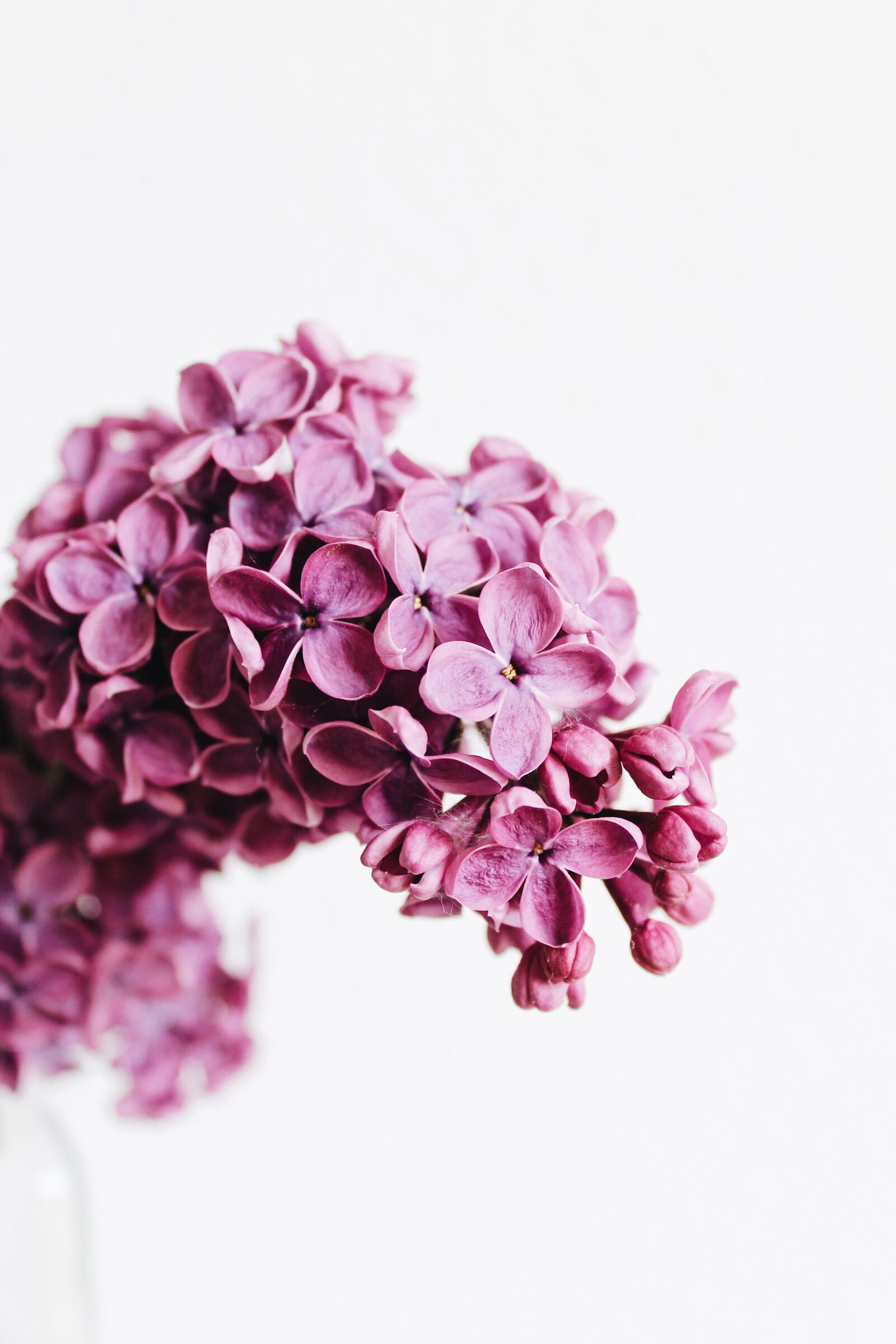 Canon EOS 1100D (EOS Rebel T3 / EOS Kiss X50) sample photo. Lilac, purple, violet photography