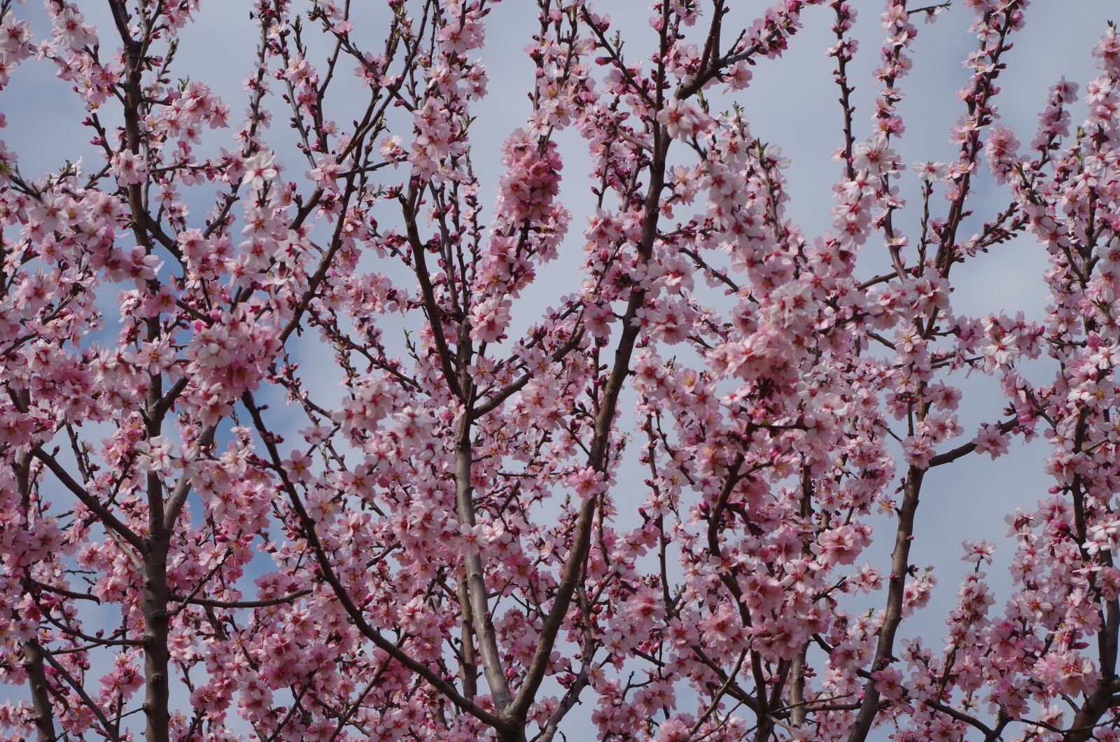 Pentax K-500 sample photo. Blooming tree, spring, peach photography