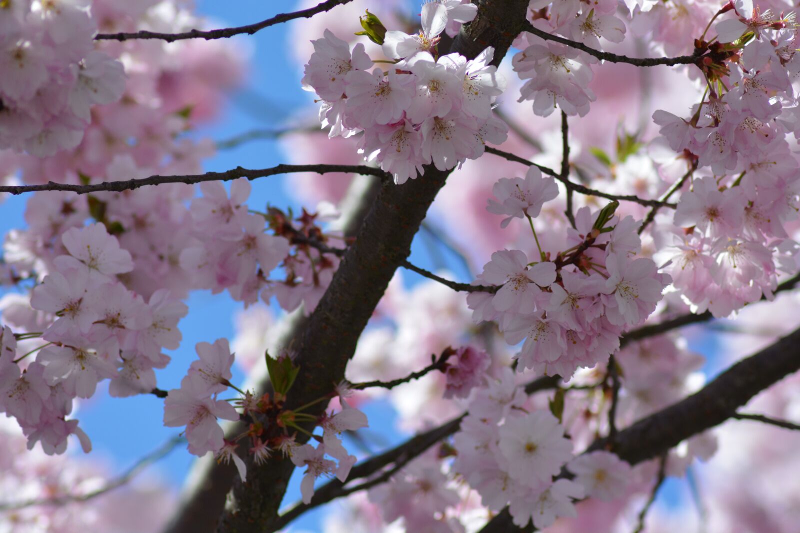 Nikon D5200 sample photo. Branch, tree, nature photography