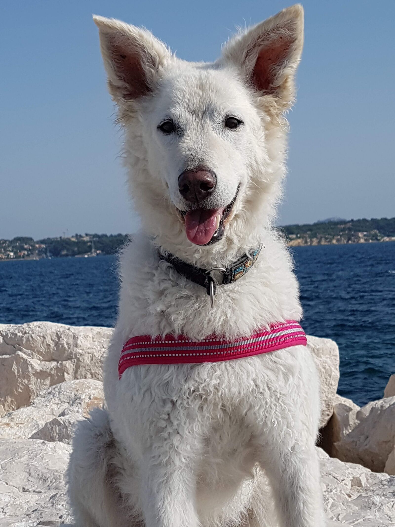 Samsung Galaxy S7 sample photo. Dog, mudi, white dog photography