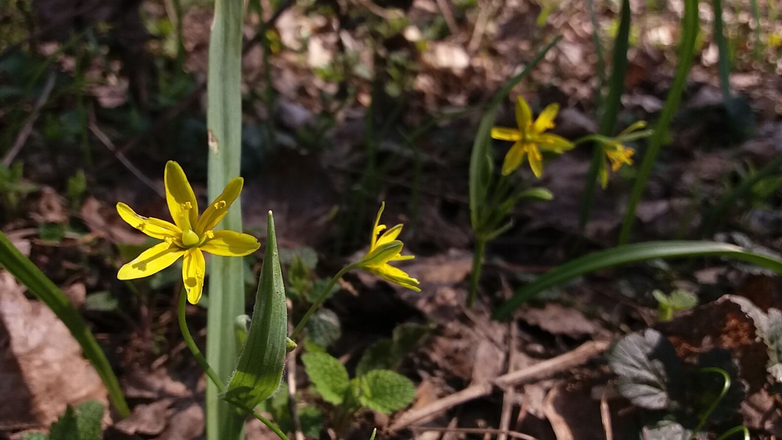 Samsung Galaxy J5 sample photo. Nature, flora, flower photography