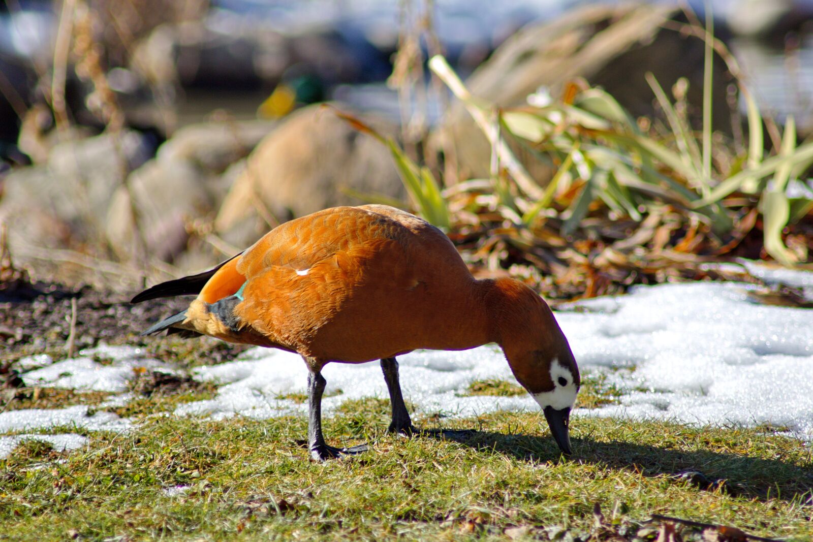 Canon EOS 750D (EOS Rebel T6i / EOS Kiss X8i) sample photo. Duck, bird, snow photography