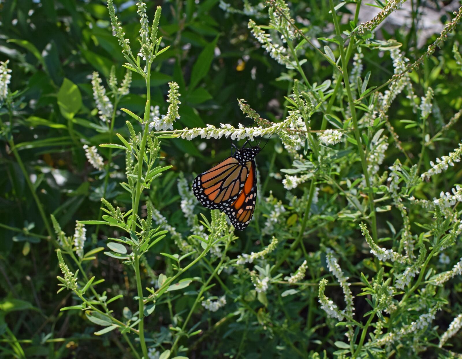 Nikon D3300 sample photo. Monarch butterfly on sweet photography