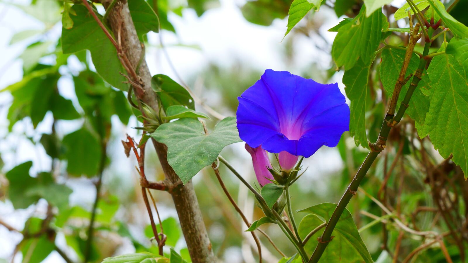 Panasonic Lumix DMC-GX85 (Lumix DMC-GX80 / Lumix DMC-GX7 Mark II) sample photo. Flower, nature, mallorca photography