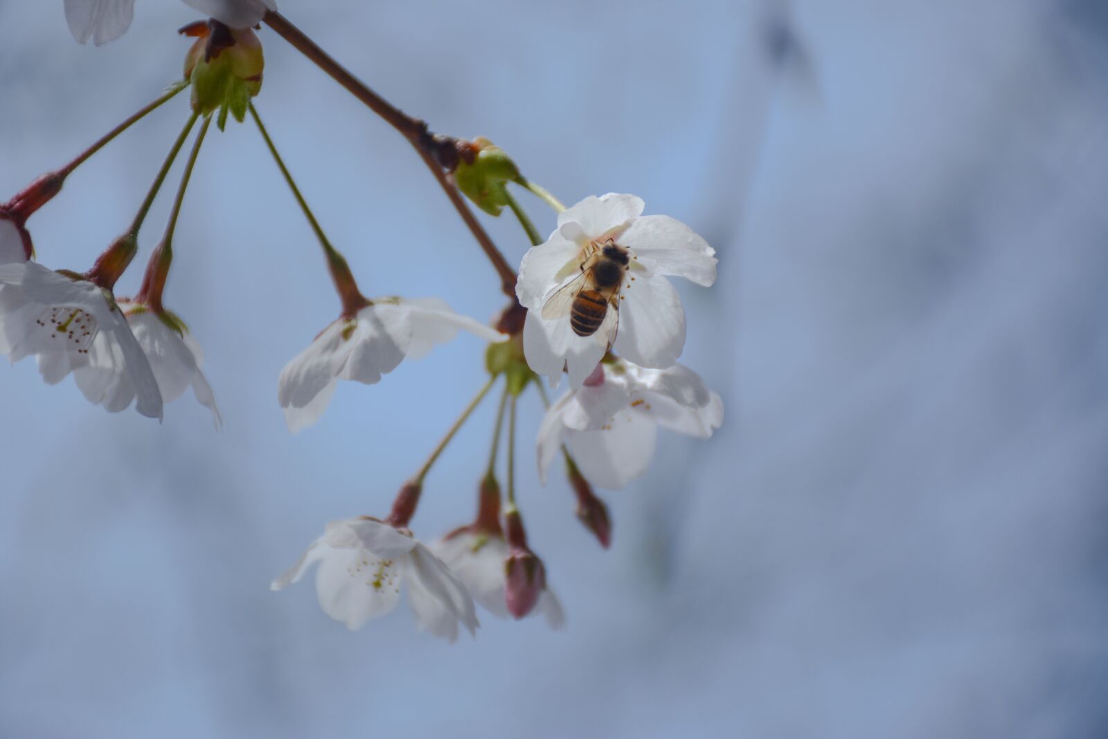 Nikon D7100 sample photo. Flower, cherry blossom, sakura photography