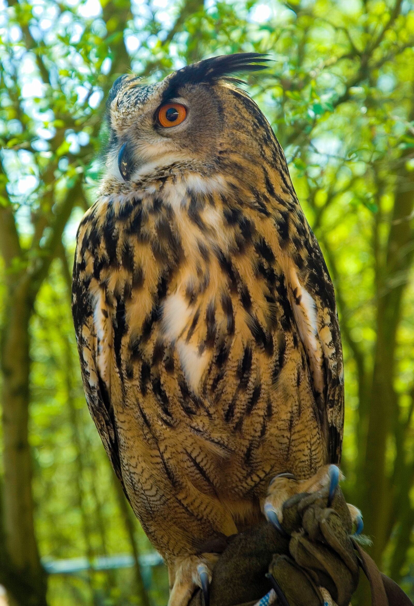 Nikon D2X sample photo. Eagle owl, owl, bird photography