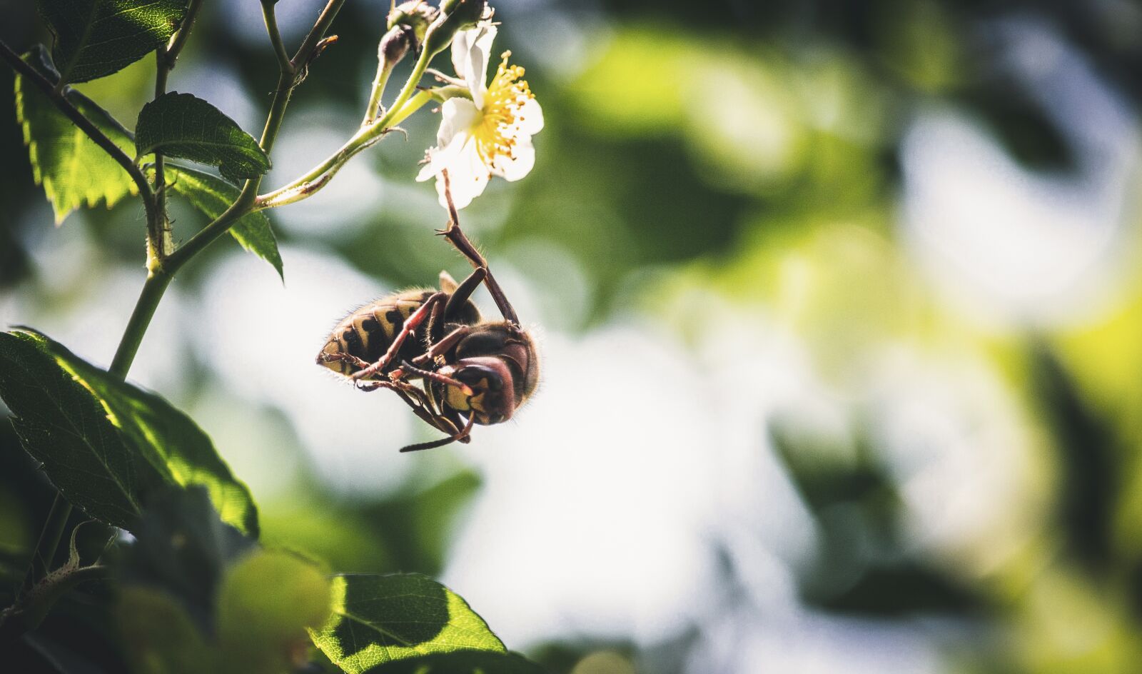 Canon EOS 700D (EOS Rebel T5i / EOS Kiss X7i) sample photo. Hornet, insect, death throes photography