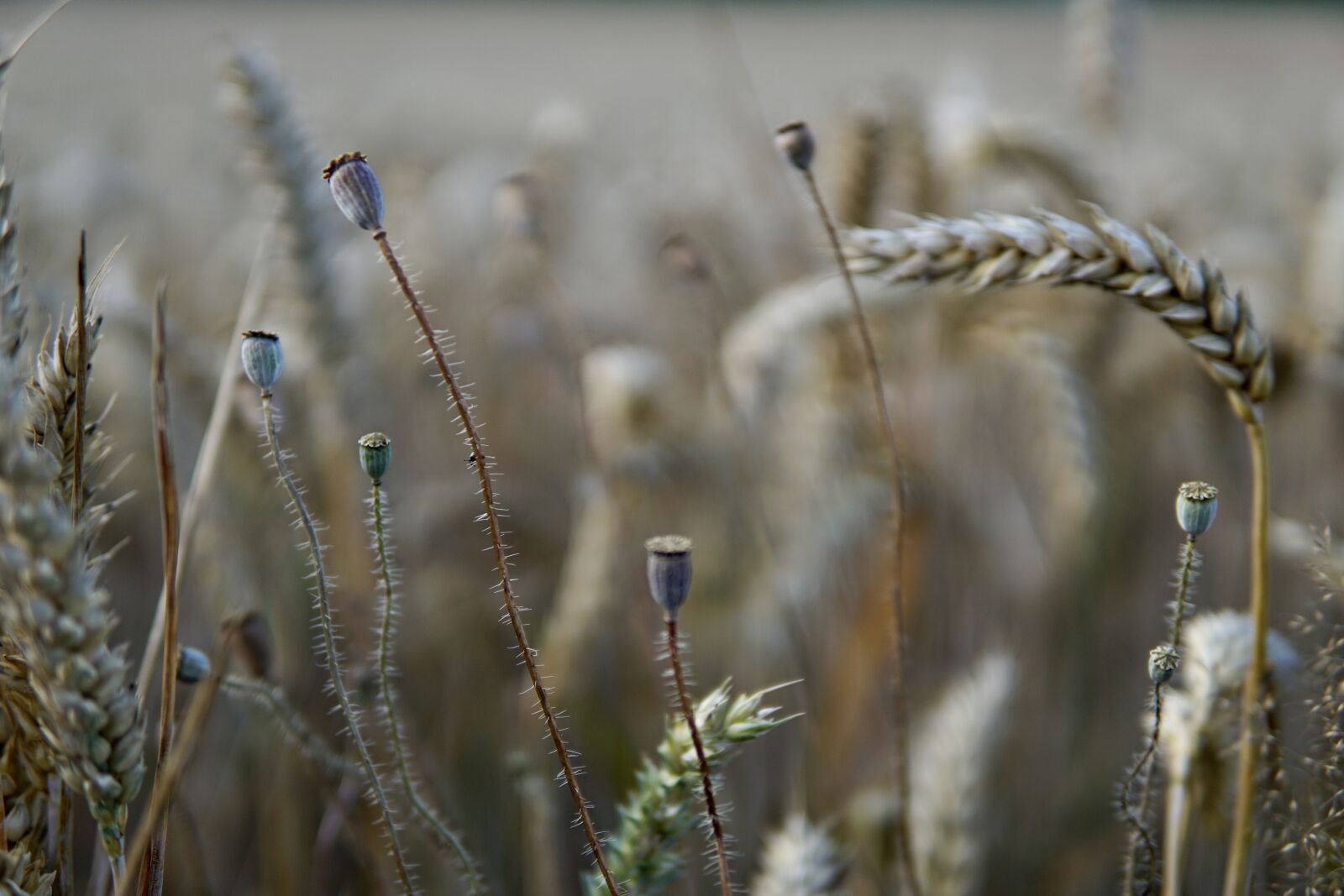 Sony a6000 + 30mm F1.4 DC DN | Contemporary 016 sample photo. Wheat, close up, cereals photography