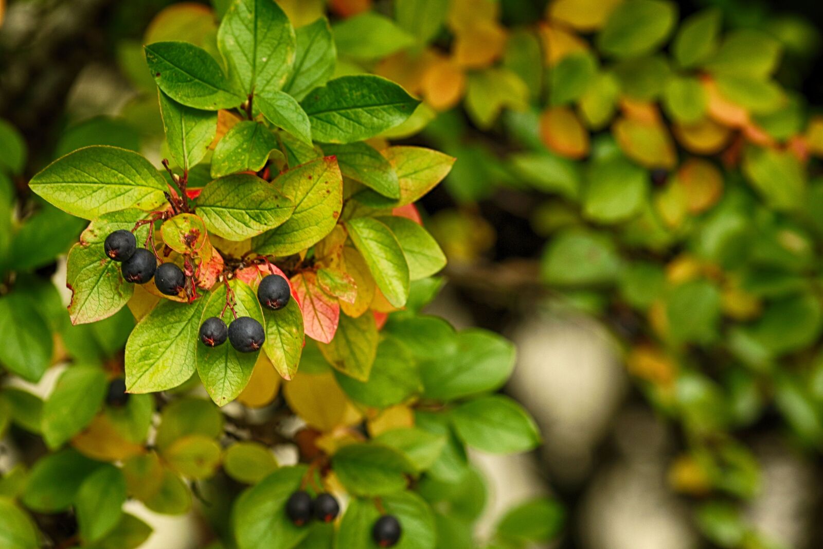 Canon EOS 7D Mark II + Canon EF 135mm F2L USM sample photo. Berry, autumn, leaf photography