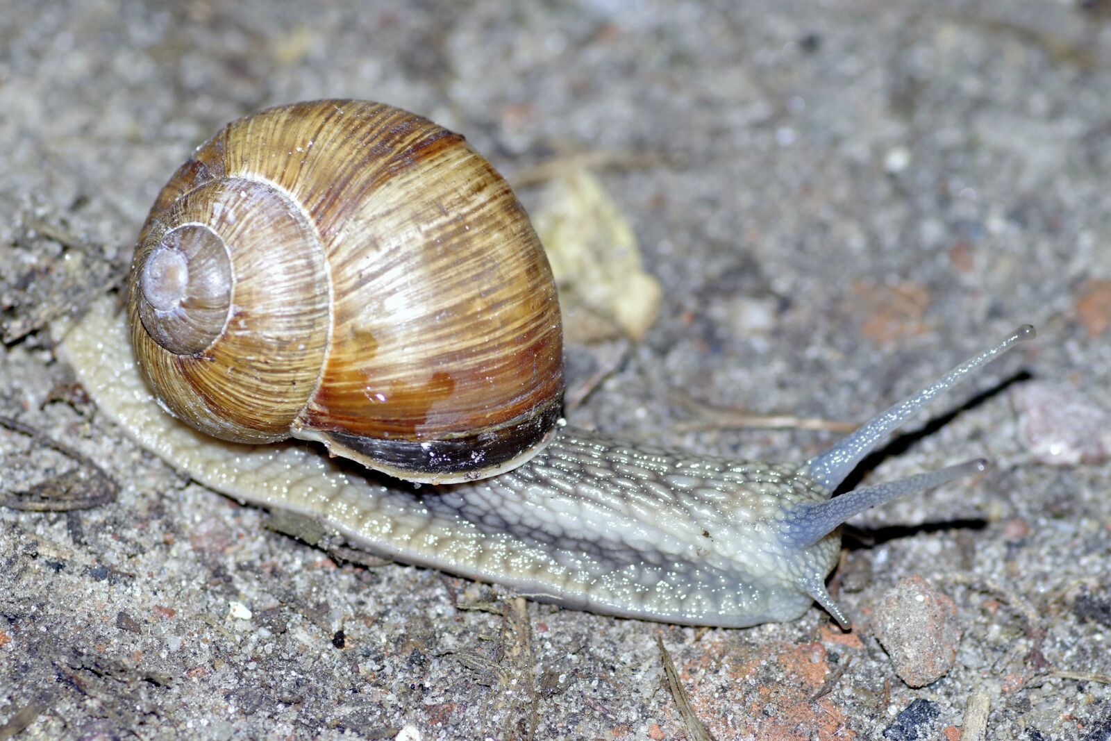 Pentax K-S2 sample photo. Winniczek, snail, shell photography