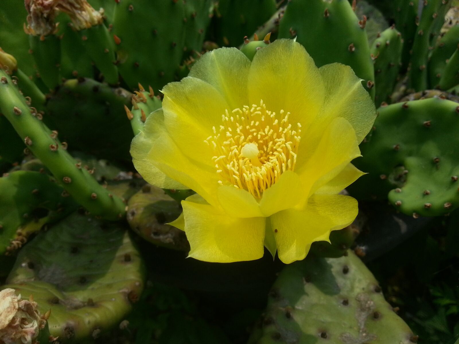 Samsung Galaxy S3 sample photo. Yellow flowers, yellow cactus photography