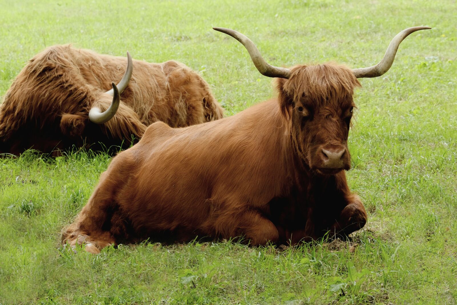 Fujifilm X-T20 sample photo. Beef, scottish hochlandrind, animal photography