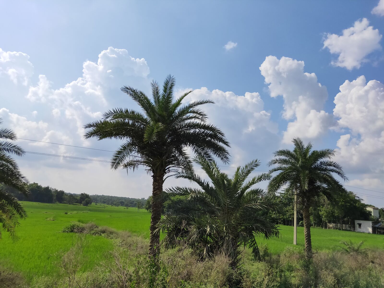 Realme 3 PRO sample photo. Nature, tree, landscape photography