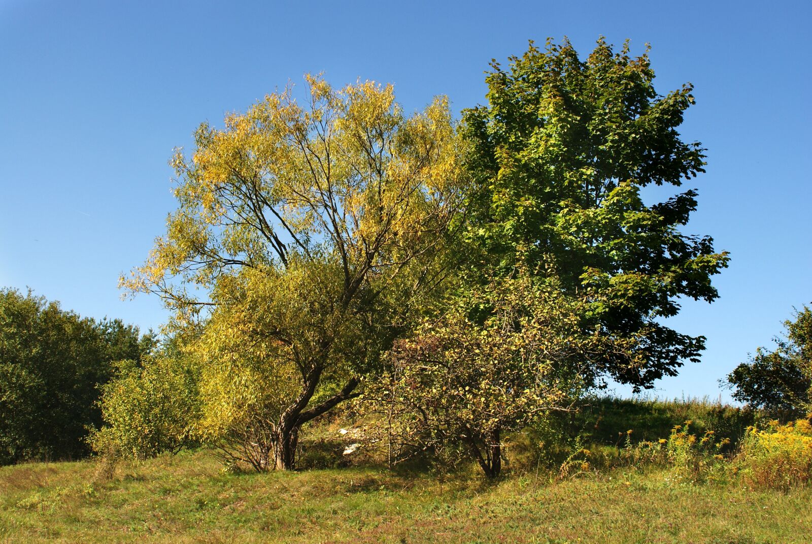 Sony Alpha DSLR-A200 sample photo. Author, skibka, photo photography