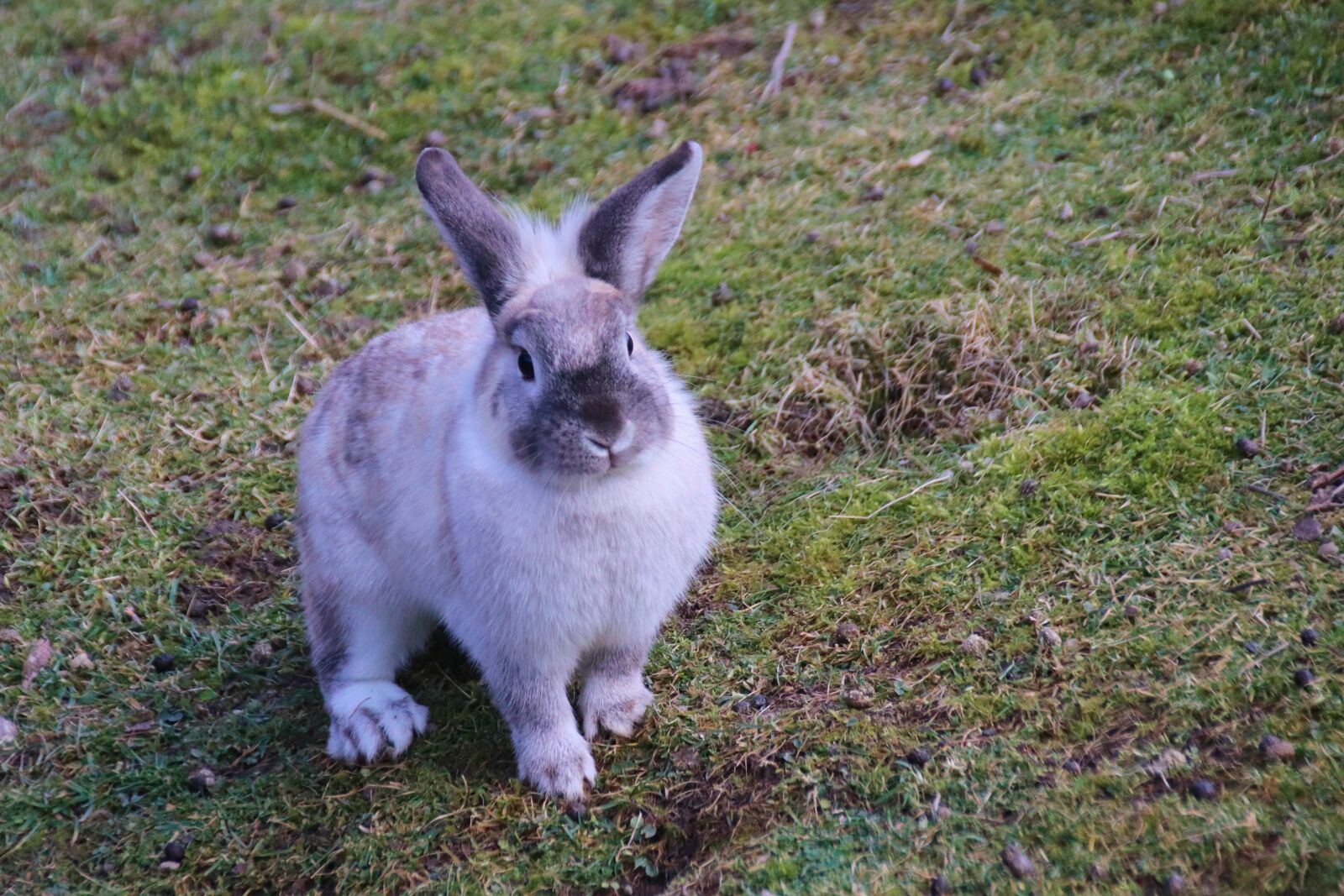 Canon EOS 77D (EOS 9000D / EOS 770D) sample photo. Rabbit, sitting, grass photography