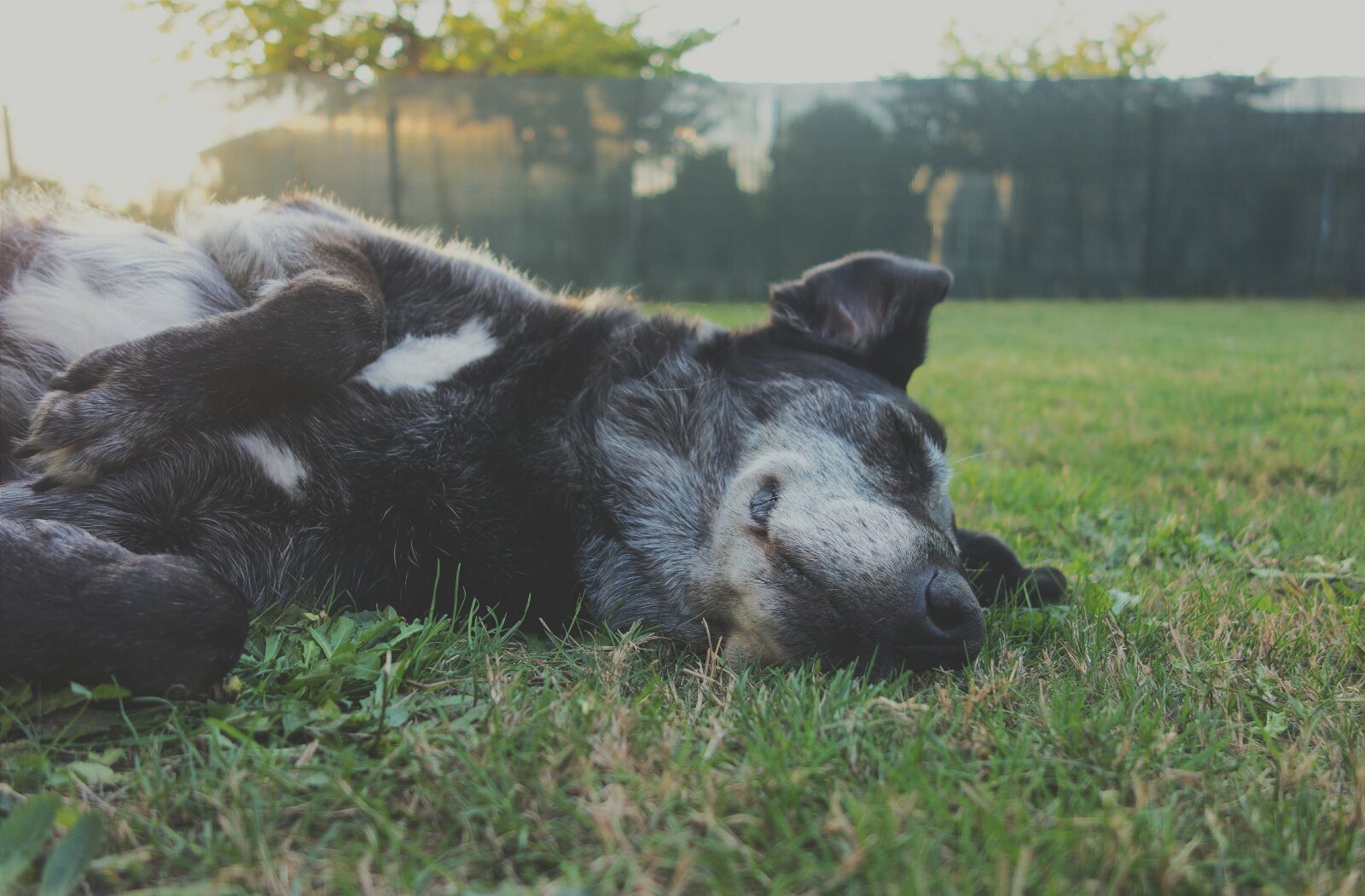 Sony Cyber-shot DSC-RX100 sample photo. Animal, canine, cute photography