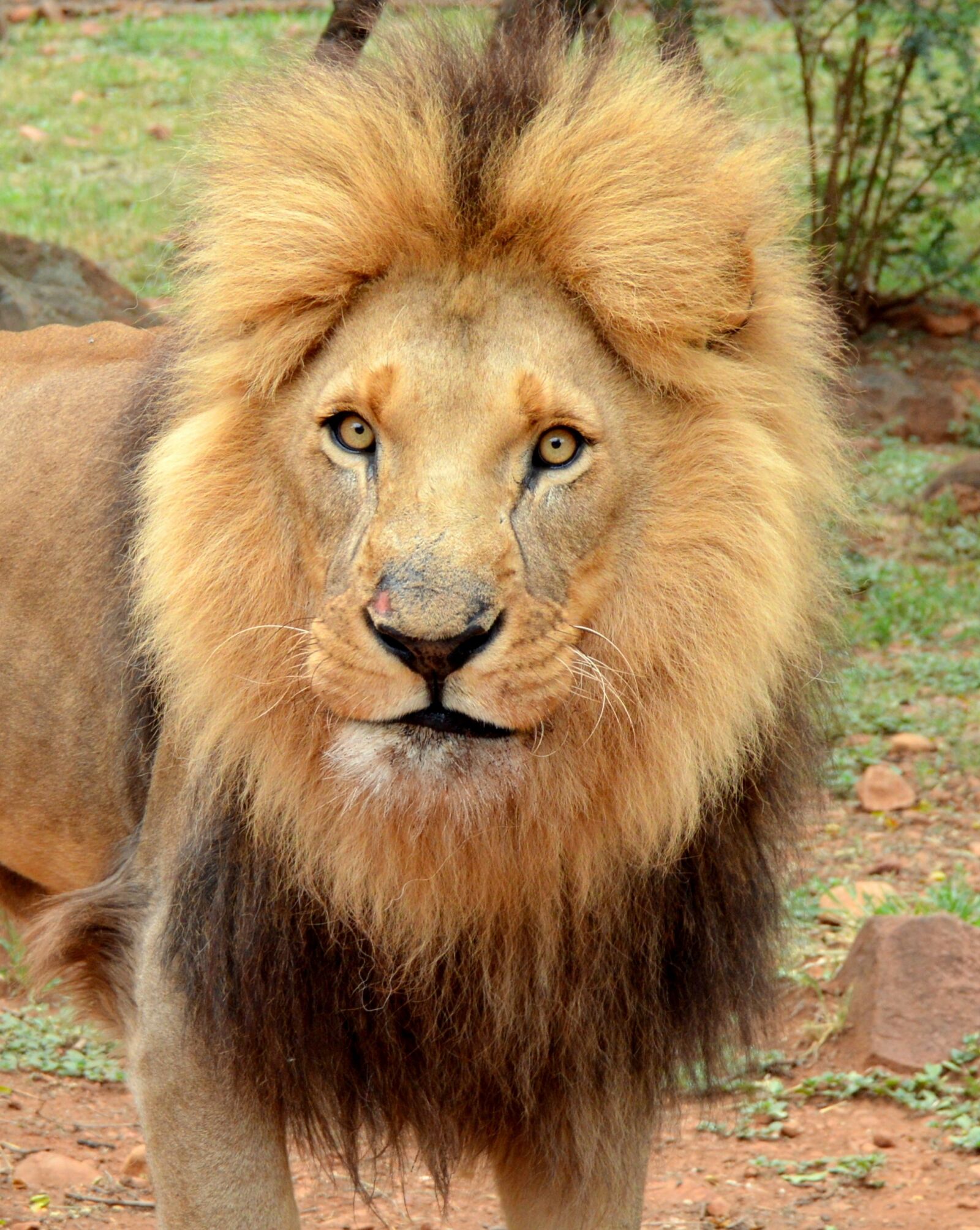 Nikon D3200 sample photo. Mammal, lion, cat photography