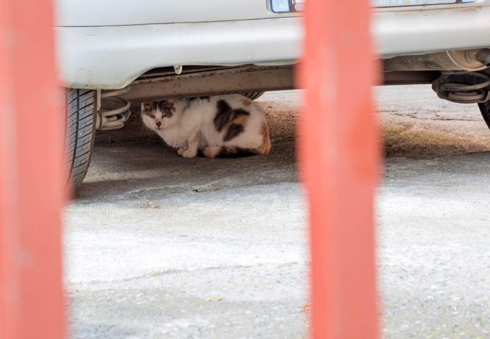 Canon EOS 800D (EOS Rebel T7i / EOS Kiss X9i) sample photo. Cat, car, animal photography