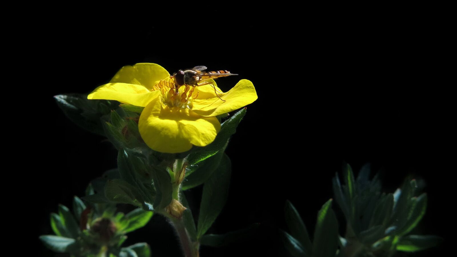 Canon PowerShot G15 sample photo. Five finger herb, yellow photography