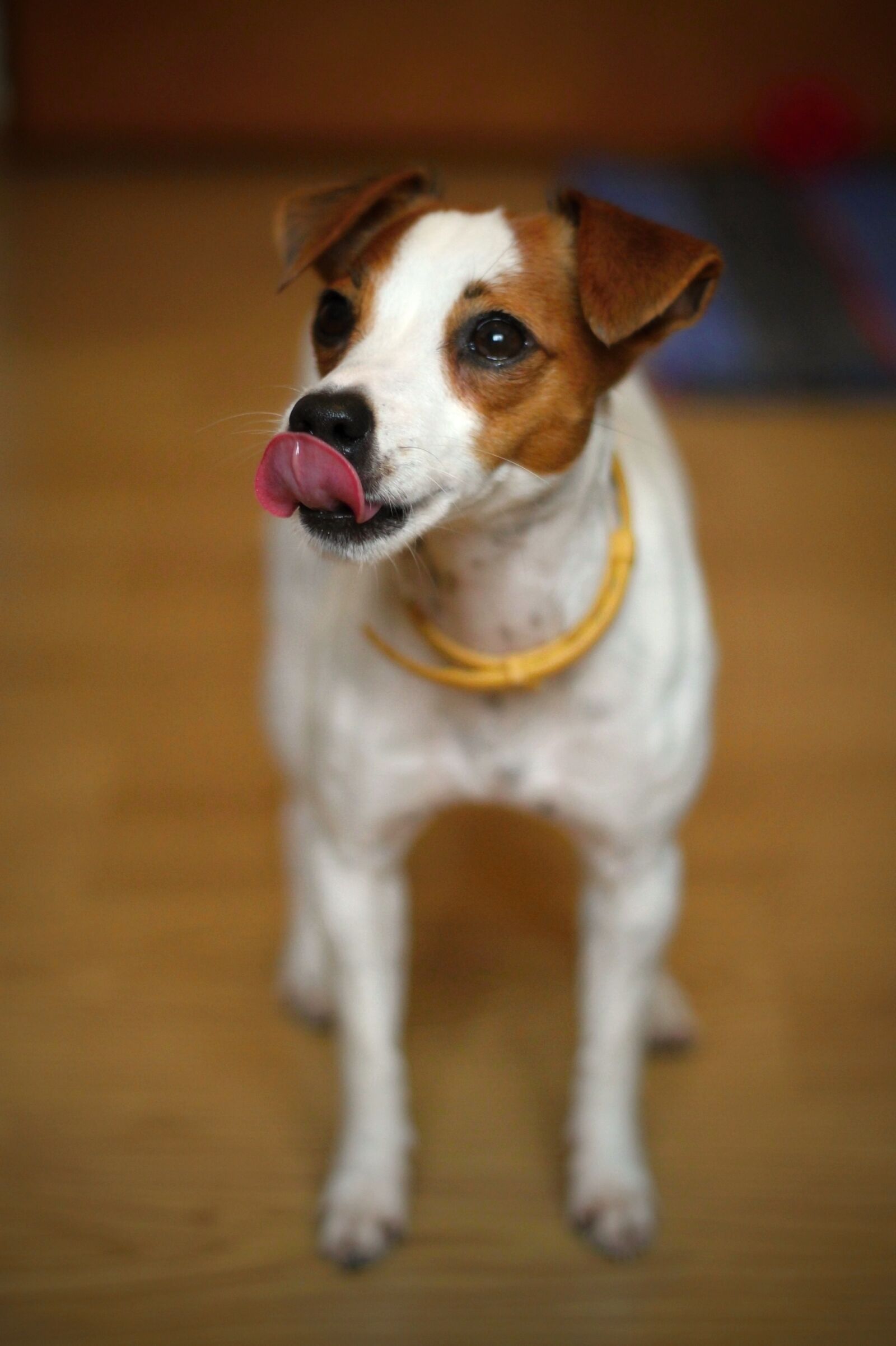 Canon EOS 1100D (EOS Rebel T3 / EOS Kiss X50) + Canon EF 50mm F1.8 II sample photo. Dog, jack russell terier photography