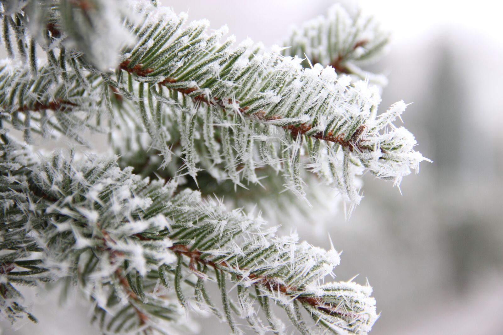 Canon EOS 600D (Rebel EOS T3i / EOS Kiss X5) sample photo. Winter, tannenzweig, branch photography