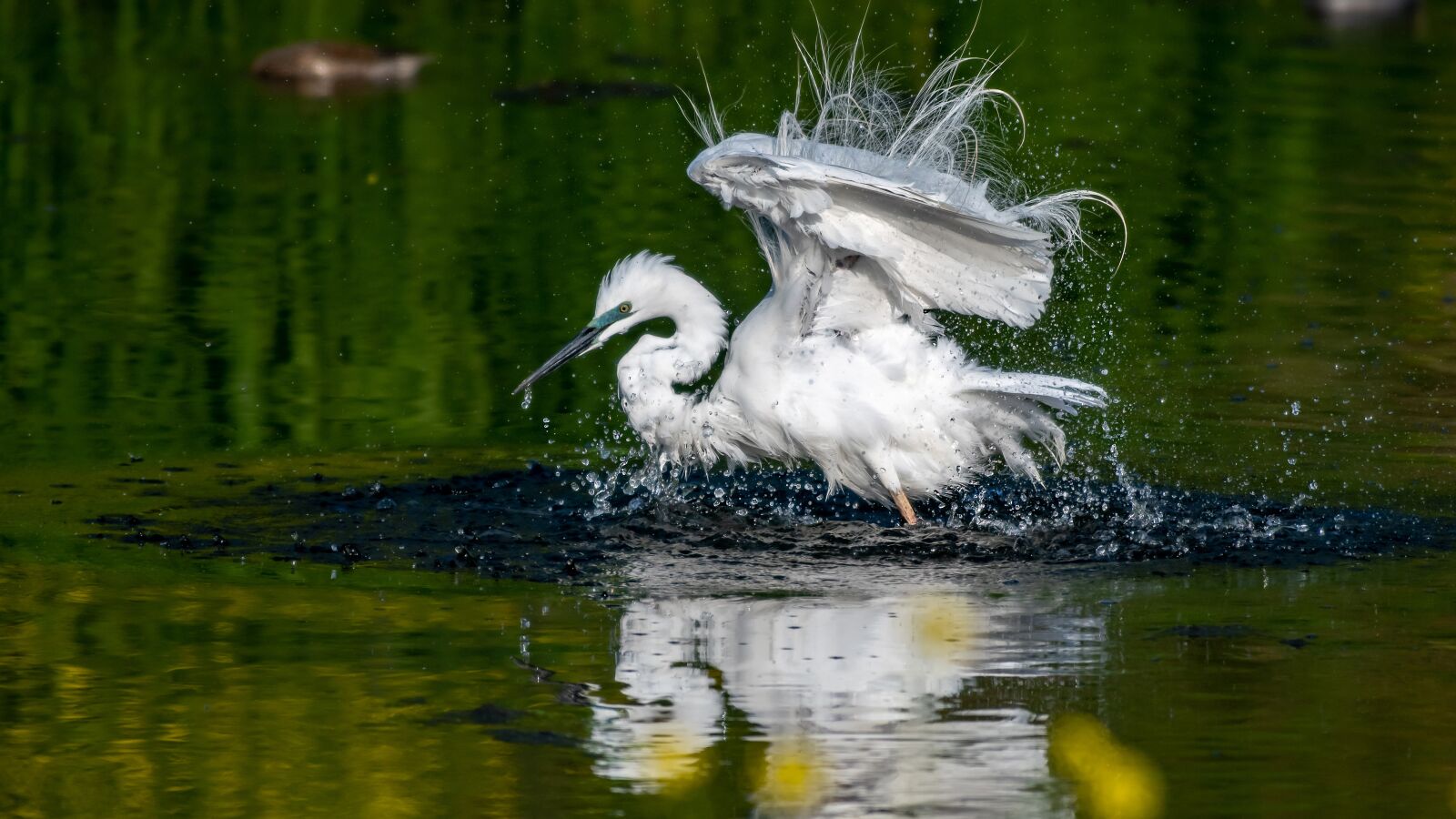 Nikon D500 sample photo. Birds, egret, new photography