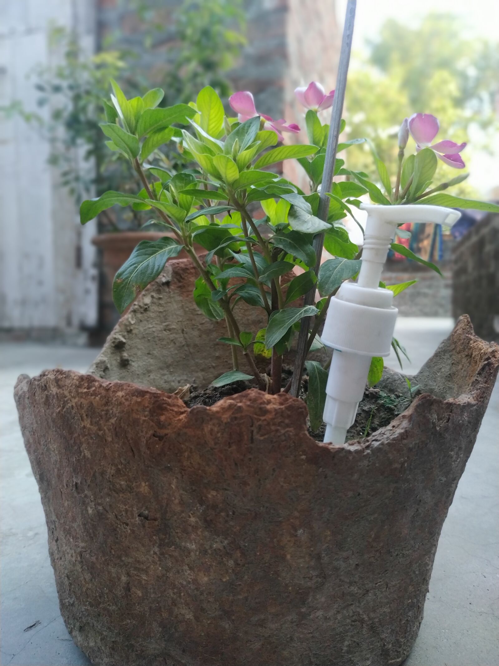 Xiaomi Redmi Note 6 Pro sample photo. Nature, plantphotography, cleanair photography