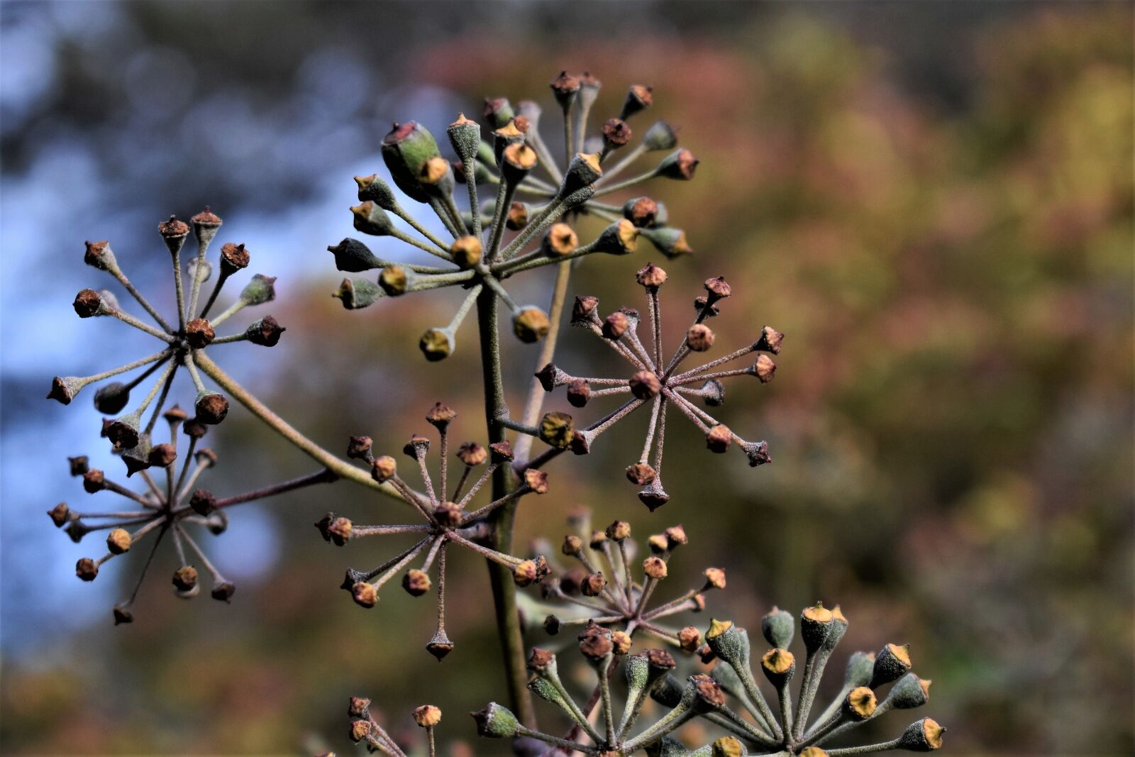 Nikon D5500 sample photo. Flowers, dried, plant photography